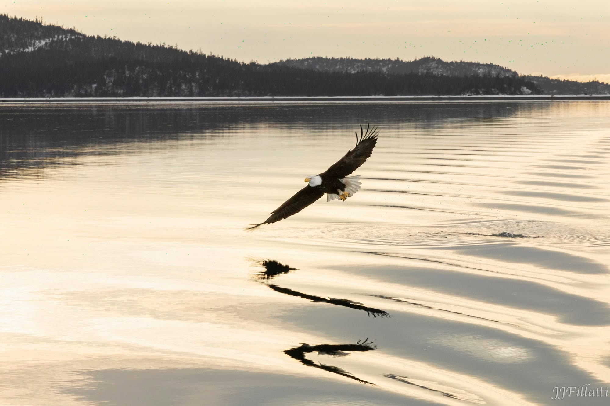 bird of homer alaska image 14